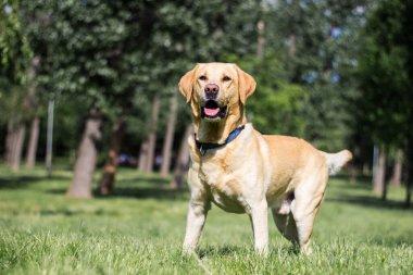 Şehrin parkındaki portrede gülümseyen labrador köpeği