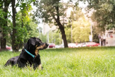 Parktaki melez köpek portresi, yaz / bahar