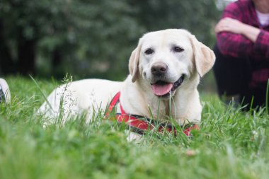 Labrador dişi köpeği parkta dinleniyor, oturuyor.
