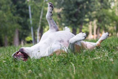 Köpek tarlada oyun oynuyor ve sırt üstü yatıyor. Halk parkında, açık havada eğleniyor. Köpeğin alerjisi var.