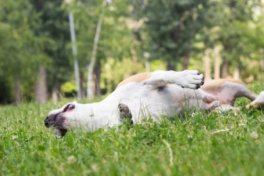 Dog playing and laying on his back in a field. enjoying in the public park, outdoors. Dog has an allergy problem