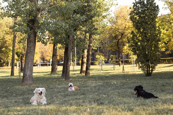 Raças Cães Diferentes Divertir Juntos — Fotografia de Stock