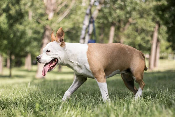 Freundlicher Hund Spielt Öffentlichen Park — Stockfoto