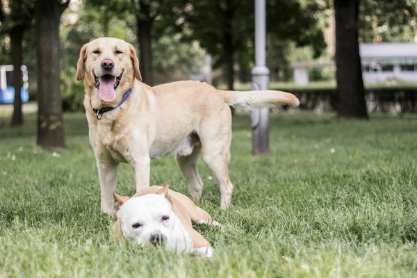 Feliz Cão Amigos Brincando Parque — Fotografia de Stock