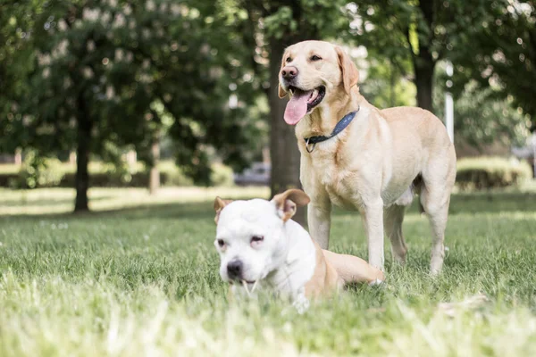 Щасливі Друзі Собаки Грають Парку — стокове фото