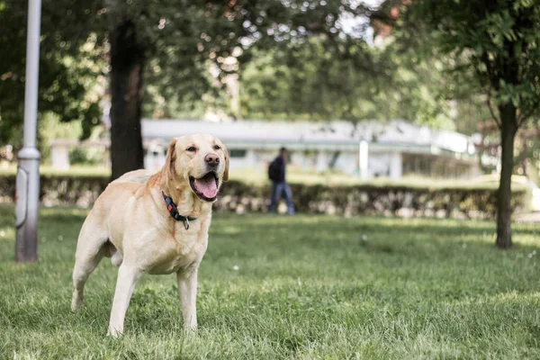Smiling labrador dog in the city park portrait