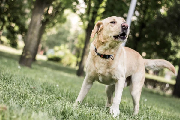 Labrador dog barking and playing in the city park, portrait