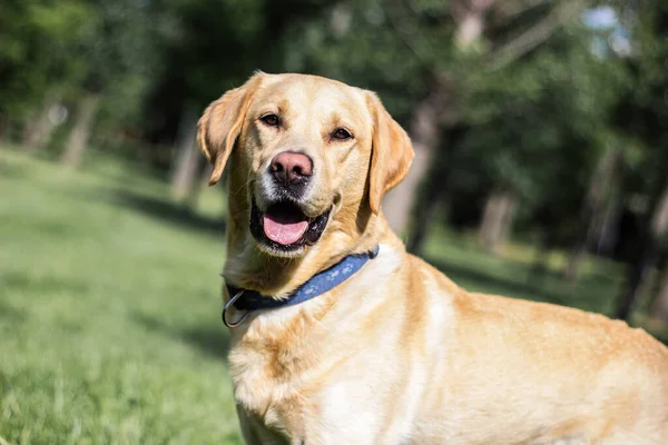 Uśmiechnięty Pies Labrador Portrecie Miejskiego Parku — Zdjęcie stockowe