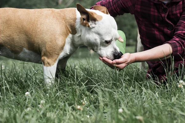 Ζεστή Μέρα Σκύλο Διψασμένος Σκύλος Πίνει Νερό Από Χέρι Του — Φωτογραφία Αρχείου