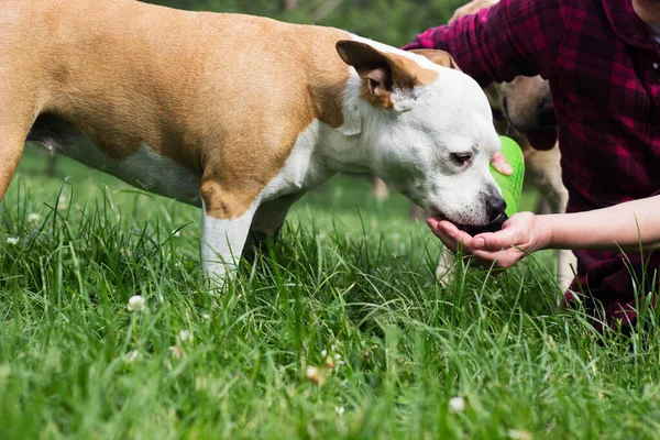 Köpekle sıcak bir gün. Susamış köpek sahibinin elinden su içiyor.