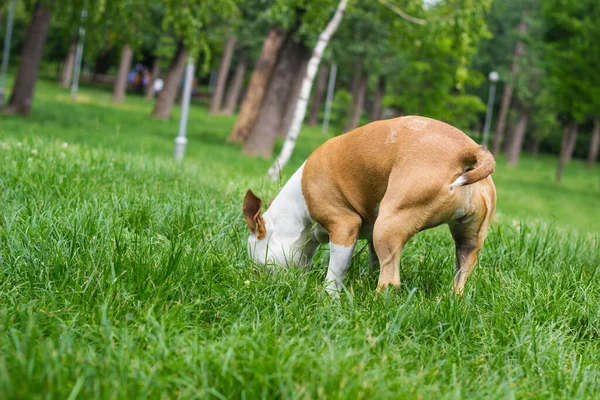 Дружелюбная Собака Играет Общественном Парке — стоковое фото