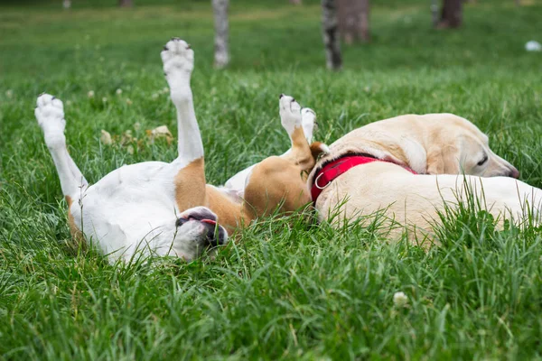 Happy dog friends playing in the park