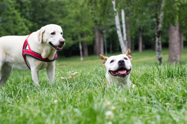 Happy dog friends playing in the park