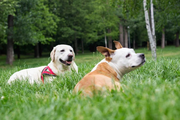 Happy dog friends playing in the park