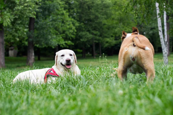 Happy dog friends playing in the park