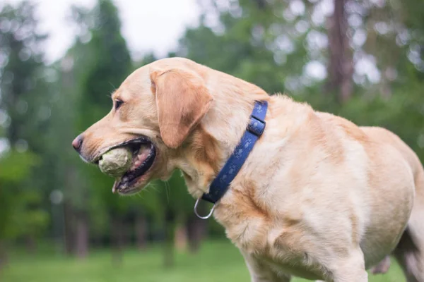 Smiling Labrador Dog City Park Portrait — Stockfoto