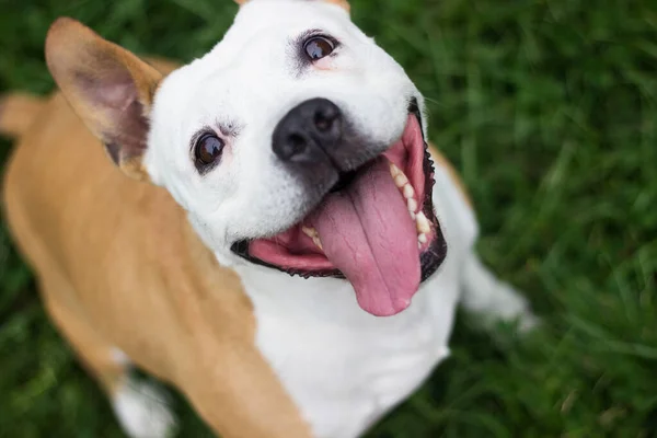 Porträt Eines Fröhlichen Und Niedlichen American Staffordshire Terrier — Stockfoto