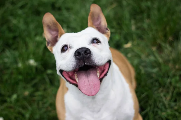 Portret Szczęśliwego Uroczego Amerykańskiego Staffordshire Terrier — Zdjęcie stockowe