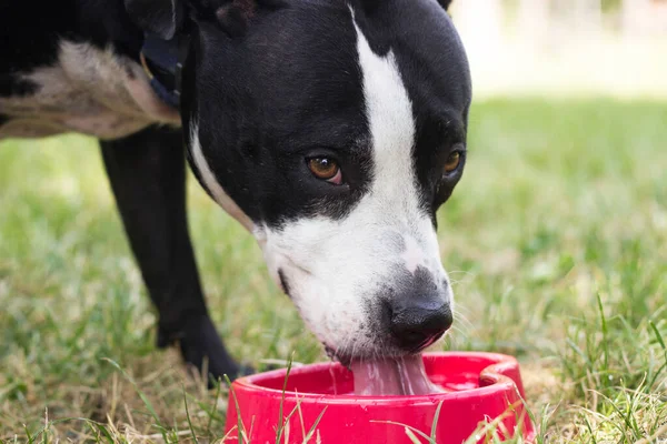 Dog drinking water from bowl. Enjoying in the public park, outdoors