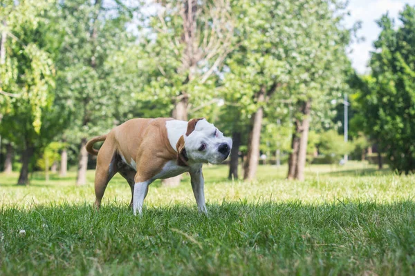 Porträtt Glad Och Söt Amerikansk Staffordshire Terrier — Stockfoto