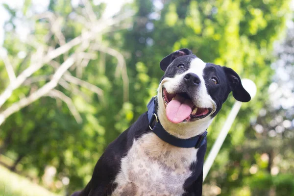 Pitbull Retrato Perro Verano Día Soleado — Foto de Stock