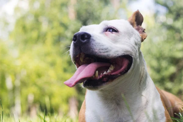 Retrato Feliz Lindo American Staffordshire Terrier — Foto de Stock