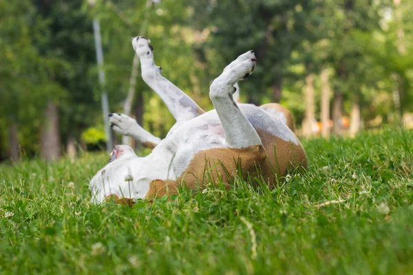 Dog playing and laying on his back in a field. enjoying in the public park, outdoors. Dog has an allergy problem