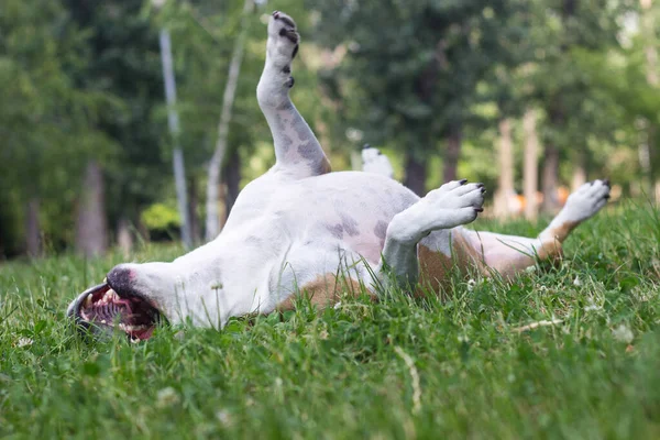 Dog playing and laying on his back in a field. enjoying in the public park, outdoors. Dog has an allergy problem