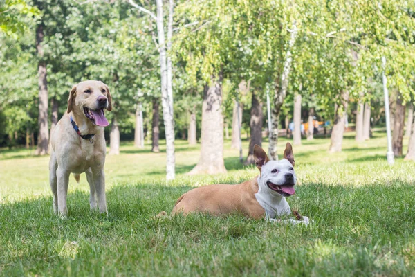 Happy dog friends playing in the park