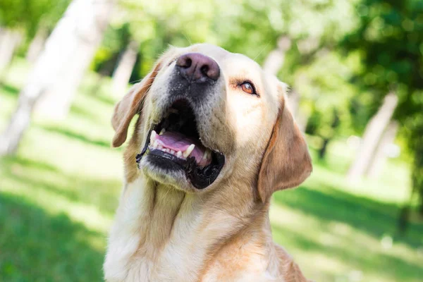 Χαμογελώντας Λαμπραντόρ Σκυλί Στο Πάρκο Της Πόλης Πορτρέτο — Φωτογραφία Αρχείου