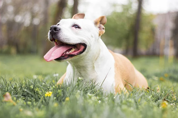 Portret Van Blije Schattige Amerikaanse Staffordshire Terrier — Stockfoto
