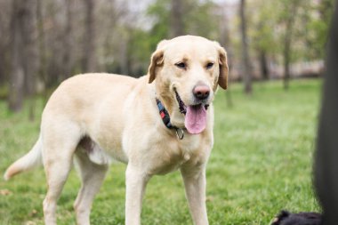 Smiling labrador dog in the city park portrait