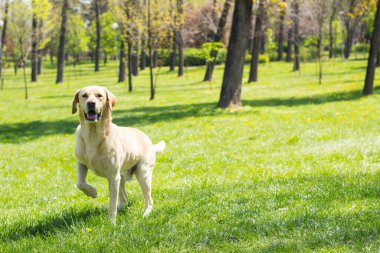 Smiling labrador dog in the city park portrait