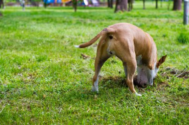 Köpek halka açık parkta bir çukur kazıyor. Oynuyor, sıkılıyor, meraklı köpek.