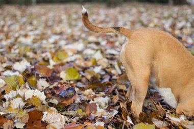Köpek halka açık parkta bir çukur kazıyor. Oynuyor, sıkılıyor, meraklı köpek.