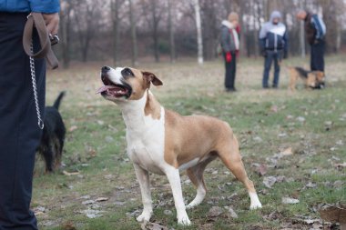 Portrait of a happy dog in the city park. Happy dog looking up at her owner