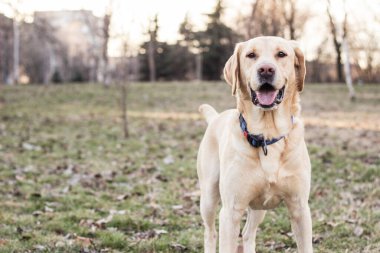 Sonbahar yapraklarının arasında Labrador köpeği. Parktaki portrede mutlu labrador köpeği