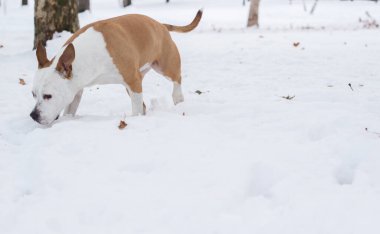 Köpek kış neşe portresi. Karda oynayan sevimli bir köpek.