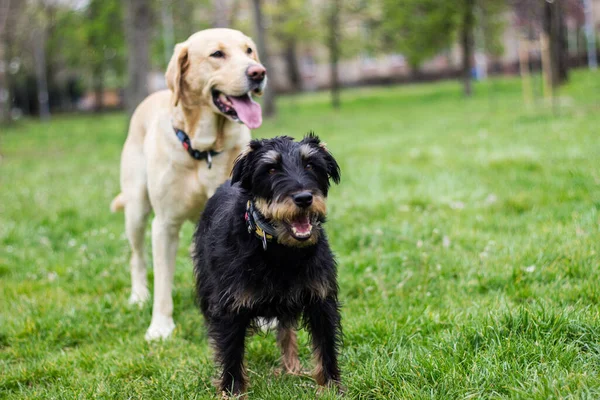 Two dogs spending time in the park. Labrador dog and small terrier