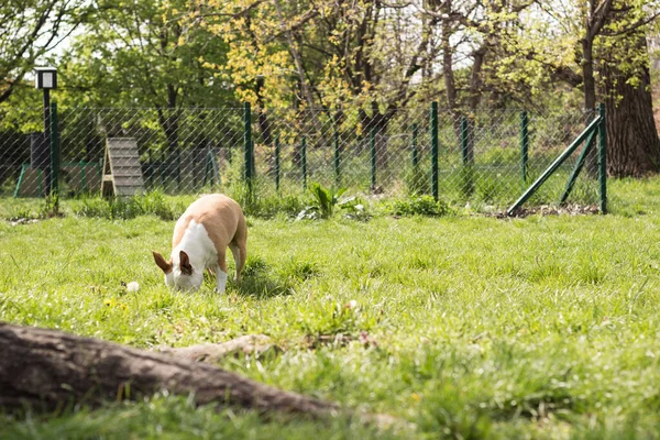 Dog dig a hole in the public park. Playing, bored, curiosity dog