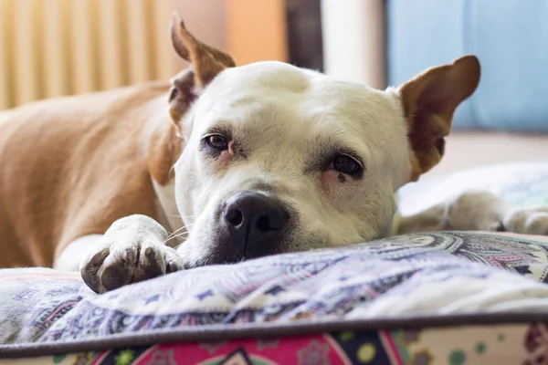 Köpek evdeki kanepede dinleniyor.