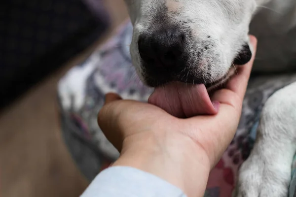 El ele tutuşan genç bir kadın köpeğini tutuyor.