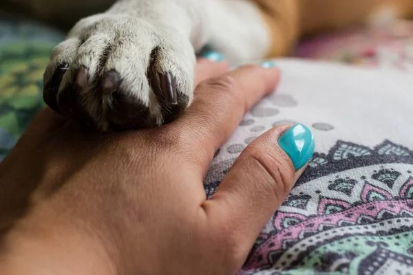 Young Woman Hand Holding Paw Her Dog — Zdjęcie stockowe