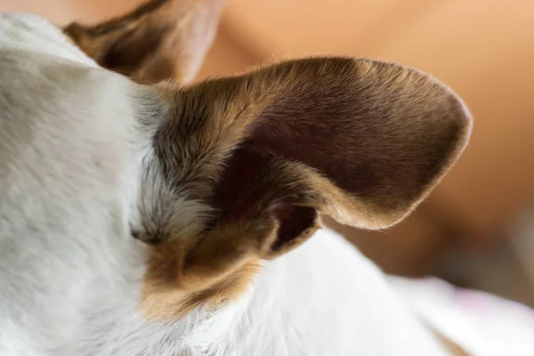 Закрыть Две Большие Слуховые Уши Собаки — стоковое фото