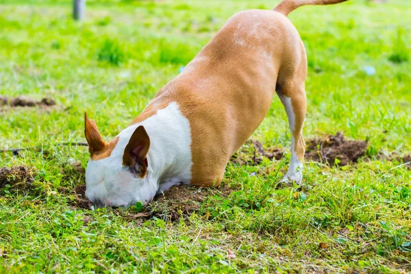 Dog dig a hole in the public park. Playing, bored, curiosity dog