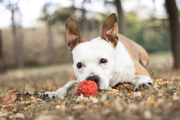 Retrato Feliz Lindo American Staffordshire Terrier — Foto de Stock