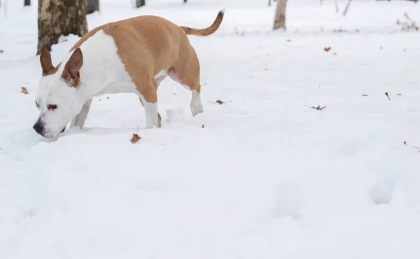 Retrato Alegría Invierno Para Perros Lindo Perro Jugando Nieve —  Fotos de Stock