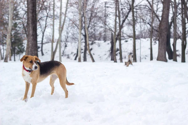 Portrait Cute Mixed Breed Dog Resting City Park Looking Arround — ストック写真