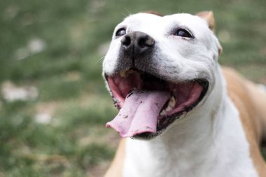 Şehir parkında mutlu bir köpeğin portresi