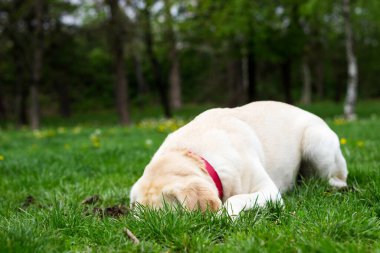 Labrador dog dig a hole in the public park